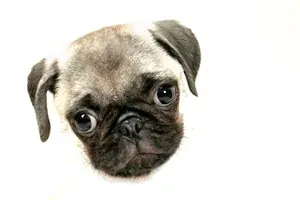 Pet portrait photography